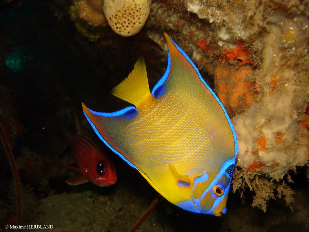 Carribbean Madicreole Au Carbet Villa Le Carbet Dış mekan fotoğraf