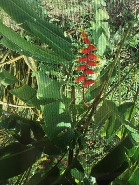 Carribbean Madicreole Au Carbet Villa Le Carbet Dış mekan fotoğraf